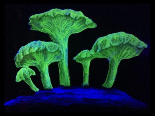 tina-banda-mushroom-installation